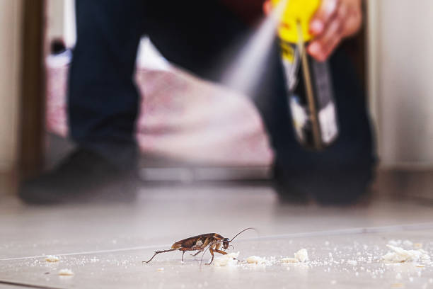 Reliable Kingston, RI Pest Control Solutions